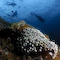 Reefscape